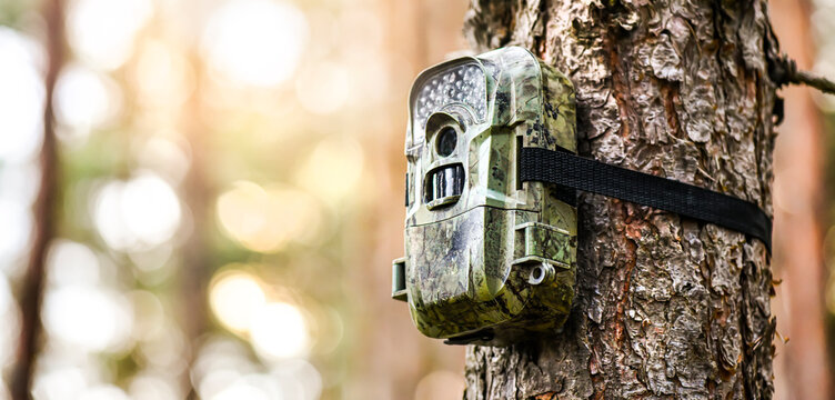 Wildlife camera Wildlife camera